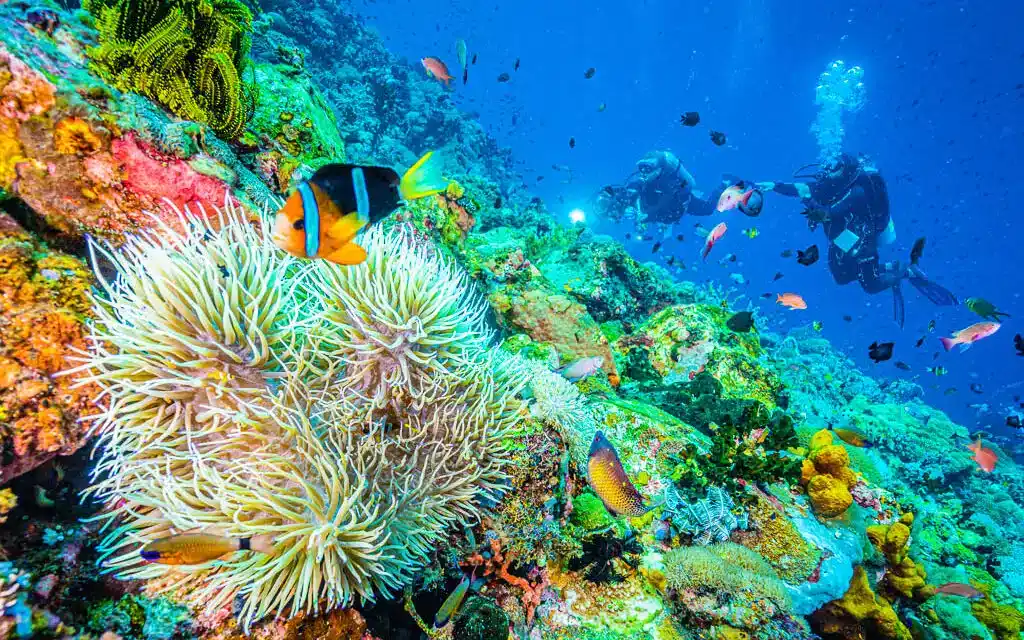 Verde Island Jett Britnell 1024x640