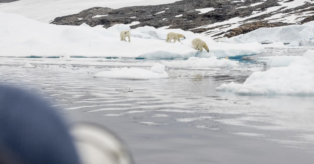 In Search of the Arctic Kings
