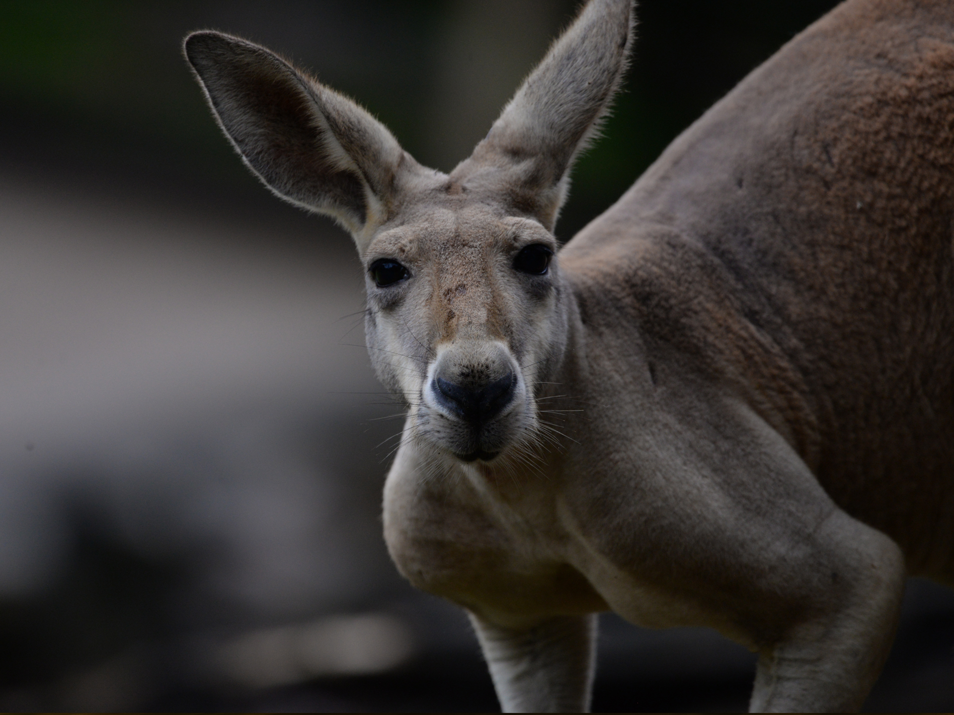 kangaroo-jack-gamble-photography Kangaroo by Jack Gamble Photo and Video