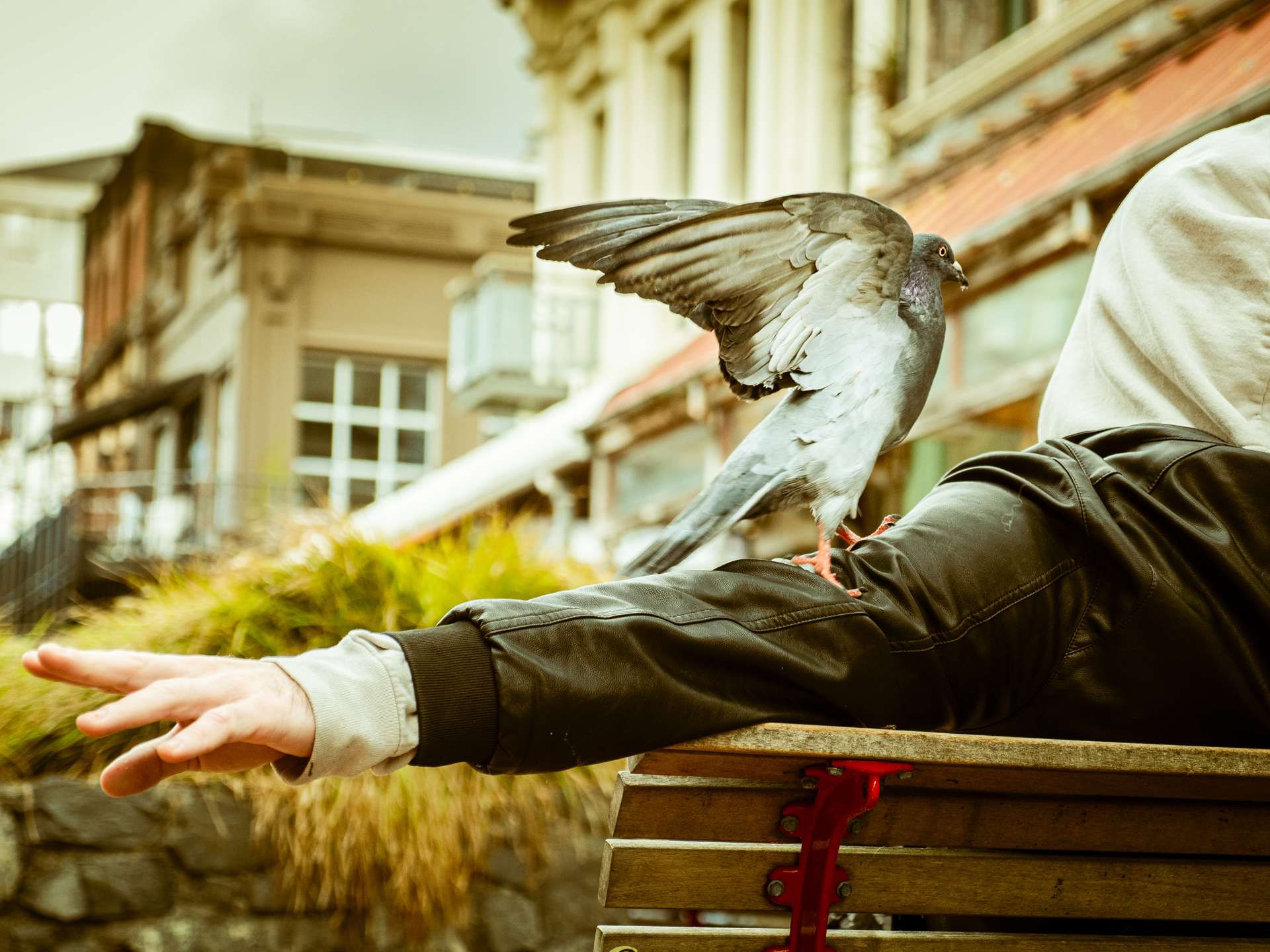 pigeon-man-jack-gamble-photography Pigeon Man by Jack Gamble Photo and Video