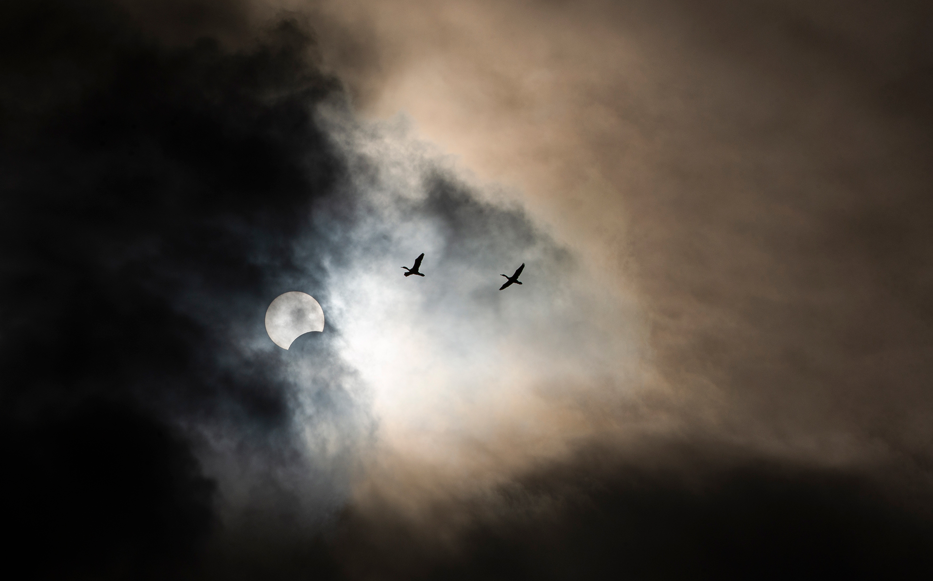 Fire Tail by Jack Gamble Photo and Video