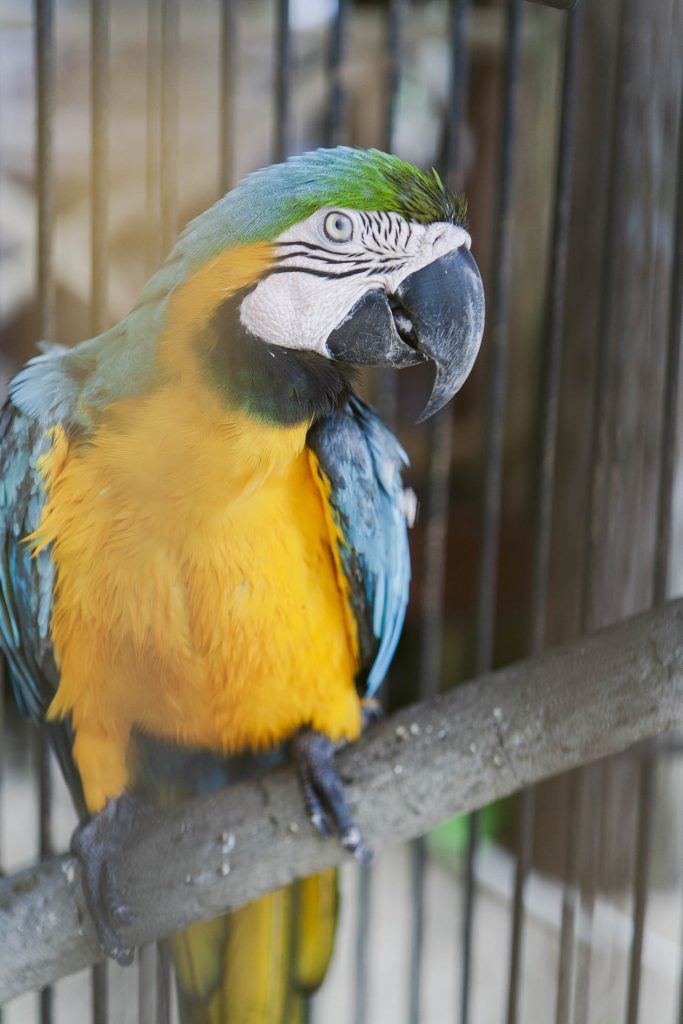 A vibrant blue-and-yellow macaw perches on a wooden branch inside a cage, looking slightly to the left. The bird’s colorful feathers and distinctive facial markings are clearly visible.