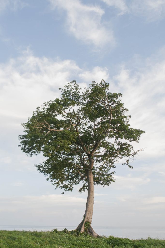 A tall, leafy tree stands alone on a grassy field under a partly cloudy sky, with no other trees or structures visible in the background.