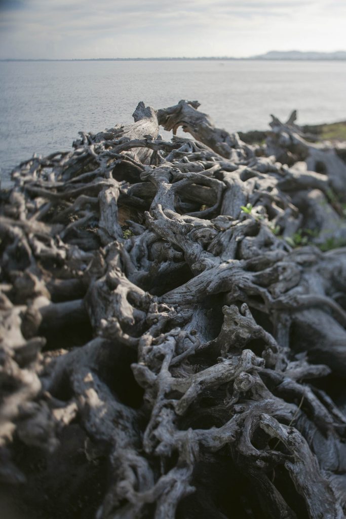 A large, tangled mass of weathered driftwood sits on the shore, with calm water and a distant coastline visible in the background under a cloudy sky.