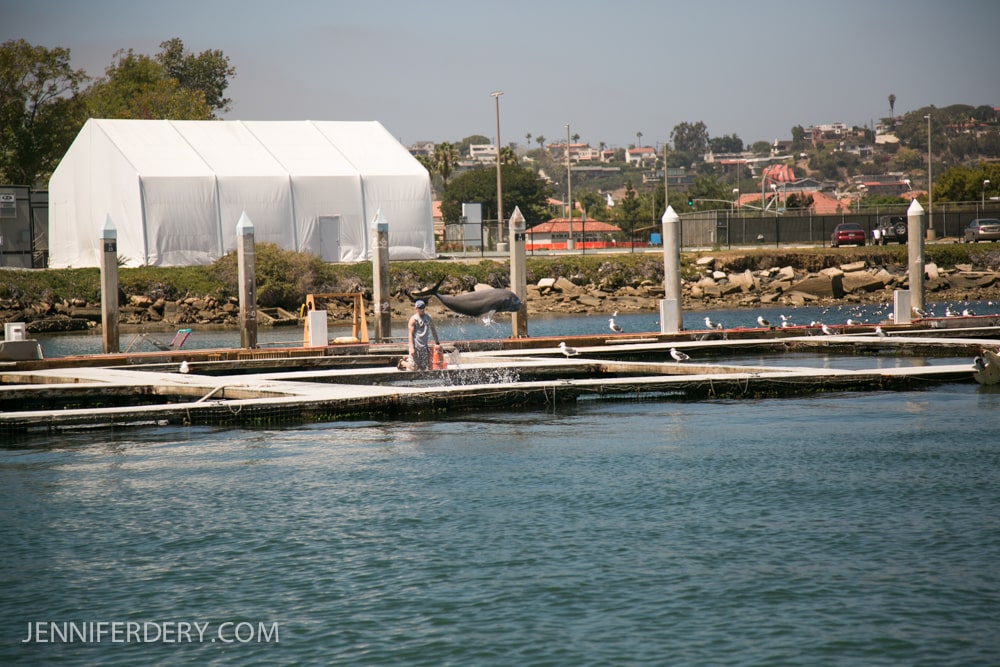 A person stands on a dock spraying water, with a large white tent, boats, A dolphin jumping mid-air, and birds in the background near the shore of a marina. The water is calm, and buildings are visible in the distance.