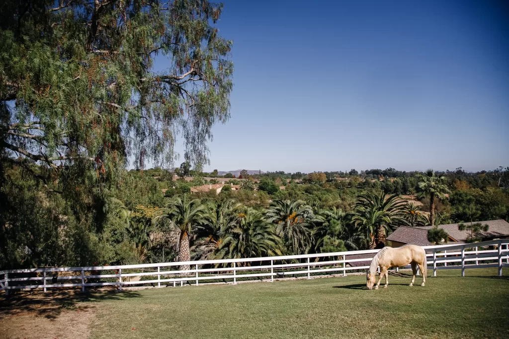 A serene countryside scene featuring a light-colored horse grazing on a grassy field enclosed by a white fence. The landscape is lush with various trees, and rooftops of houses can be seen in the distance under a clear blue sky.