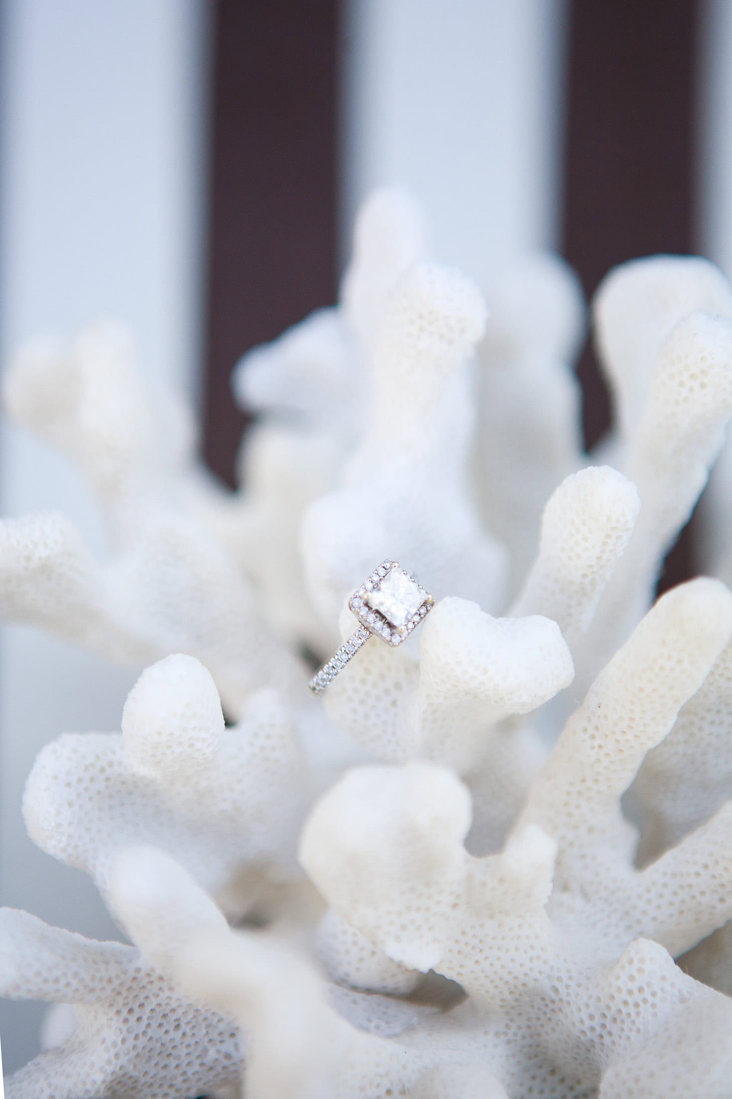 A diamond engagement ring with a square-cut gem is elegantly placed on a piece of white coral. The background is softly blurred, reminiscent of San Diego engagement photos, highlighting the intricate details of both the ring and coral.