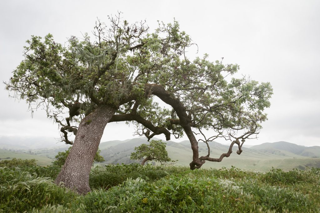 A solitary, windswept tree with twisted branches stands against a backdrop of rolling green hills under an overcast sky—an ideal spot for San Diego engagement photos. Lush greenery surrounds the tree, creating a tranquil and natural atmosphere perfect for capturing intimate moments.