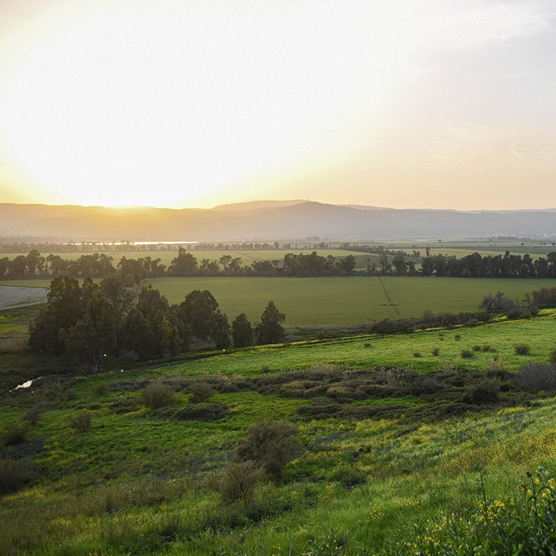 Galilee meadows