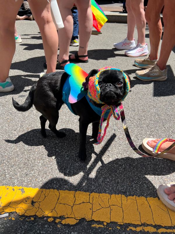 Pride March dog