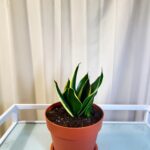 The snake plant is known for its striking, upright leaves and ability to purify air.