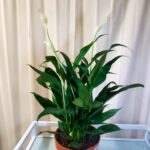 Peace lily, start with one of the amazing plants as a houseplant