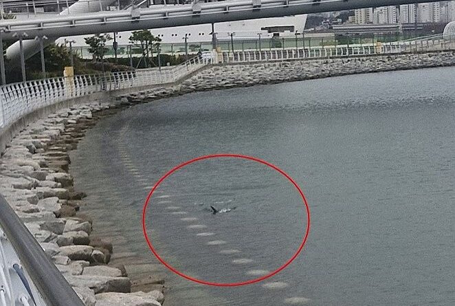부산 상어 출현 - 부산 북항 친수공원 수로에서 헤엄치는 상어 등지느러미가 찍힌 현장 사진