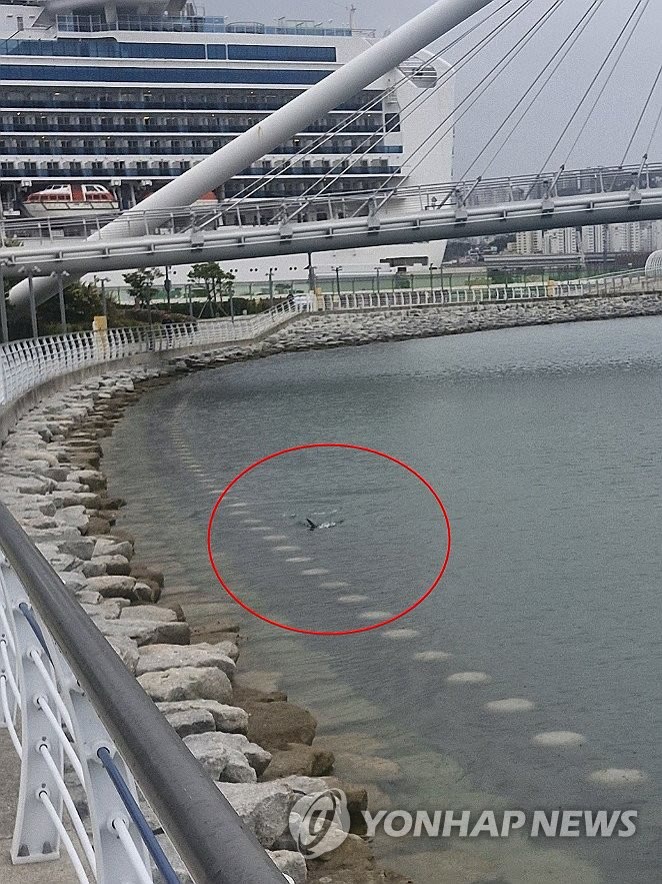 부산 상어 출현 - 부산 북항 친수공원 수로에서 헤엄치는 상어 등지느러미가 찍힌 현장 사진