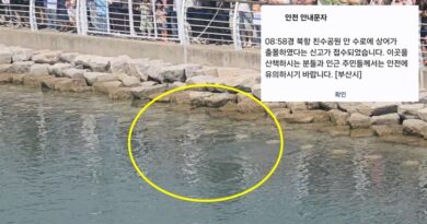 부산 북항 상어 출몰 - 북항 친수공원 수로를 헤엄치는 상어의 등지느러미가 보이는 현장 사진