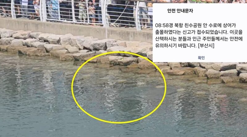 부산 북항 상어 출몰 - 북항 친수공원 수로를 헤엄치는 상어의 등지느러미가 보이는 현장 사진