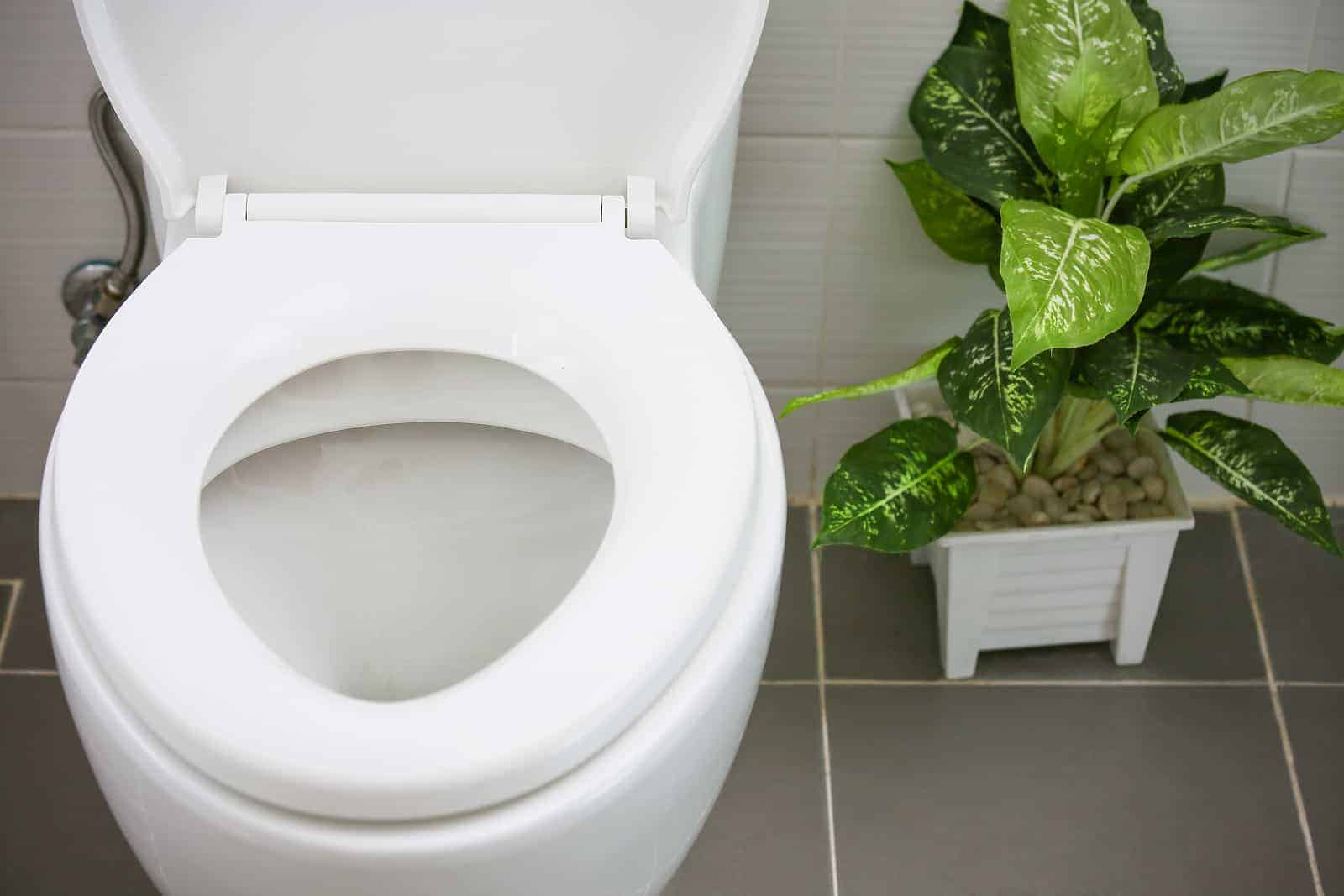 White toilet with an open lid on a tiled floor, next to a green potted plant in a white square pot filled with small stones.