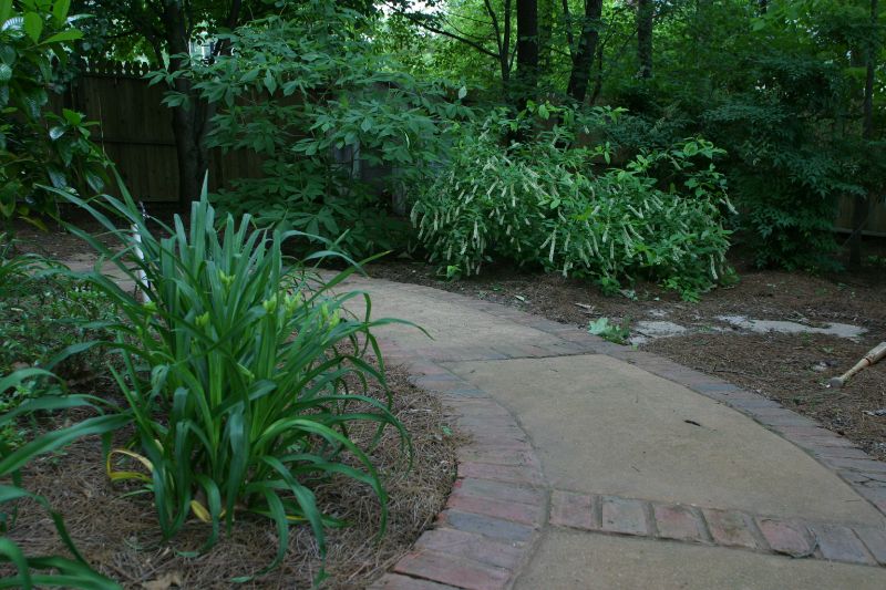 Lush green garden pathway with mature shrubbery and landscaping design by John Russell Landscape Architect.