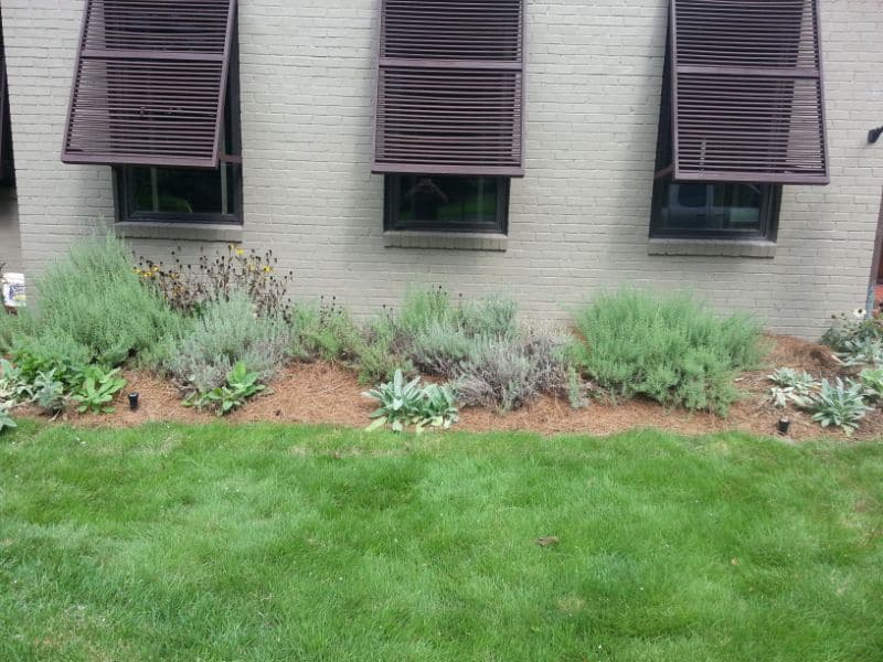 Lavender and drought-tolerant perennial garden bed featuring native plants and landscape design by John Russell Landscape Architect.