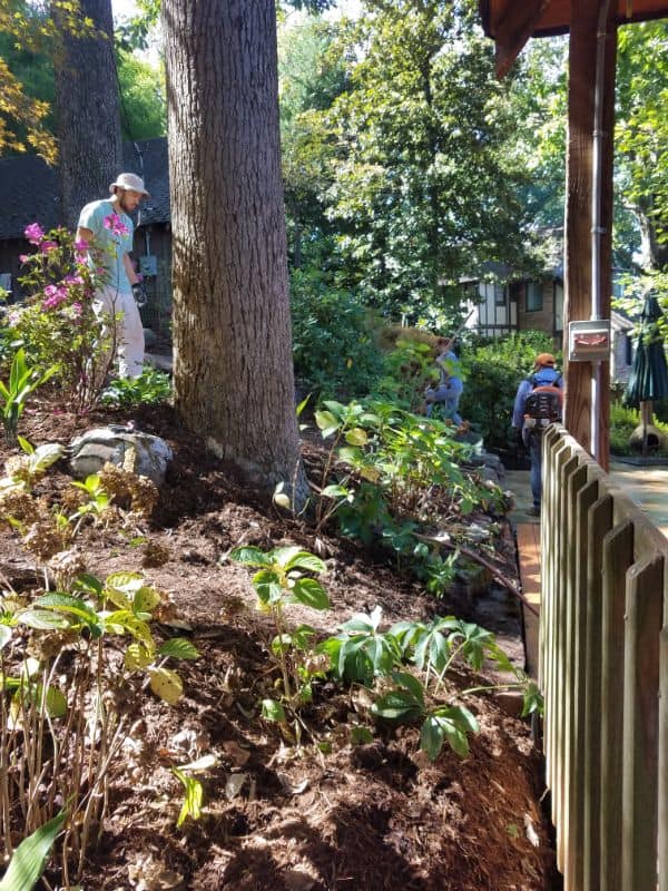 Healthy landscape garden with mature trees and lush greenery, designed by John Russell Landscape Architect, showcasing expert landscape planning and sustainable garden installation.
