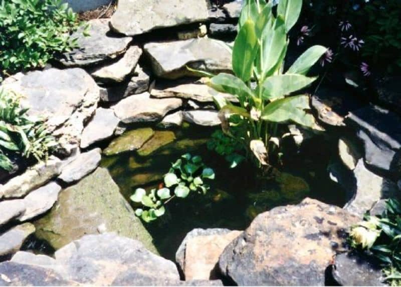 Stone pond water feature surrounded by lush plants and rocks, designed by John Russell Landscape Architect, showcasing natural landscaping and tranquil garden pond aesthetics.