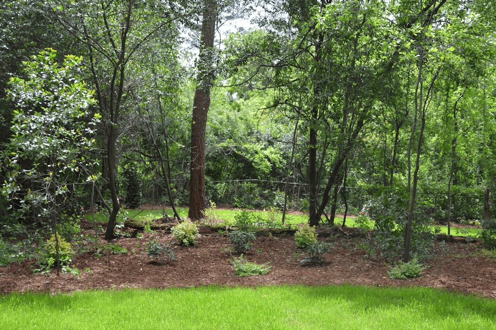Lush green backyard landscape design by John Russell Landscape Architect, featuring mature trees and landscaped garden beds for eco-friendly outdoor living.