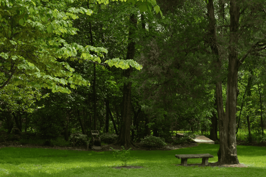 Lush backyard with mature trees, vibrant green lawn, and rustic bench, showcasing expert landscape architecture by John Russell Landscape Architect.