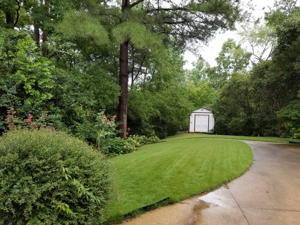Lush landscaped garden with vibrant greenery, well-manicured lawn, and a white garden shed, designed by John Russell Landscape Architect, showcasing professional outdoor space planning.