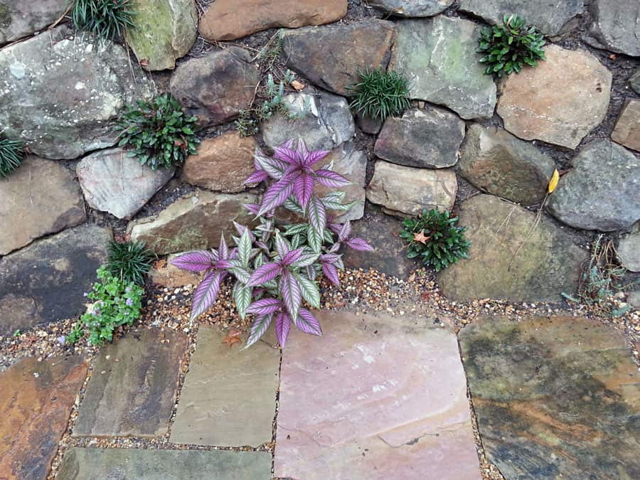 Purple-leafed ornamental plant growing near a rocky stone wall, part of a landscape garden design.