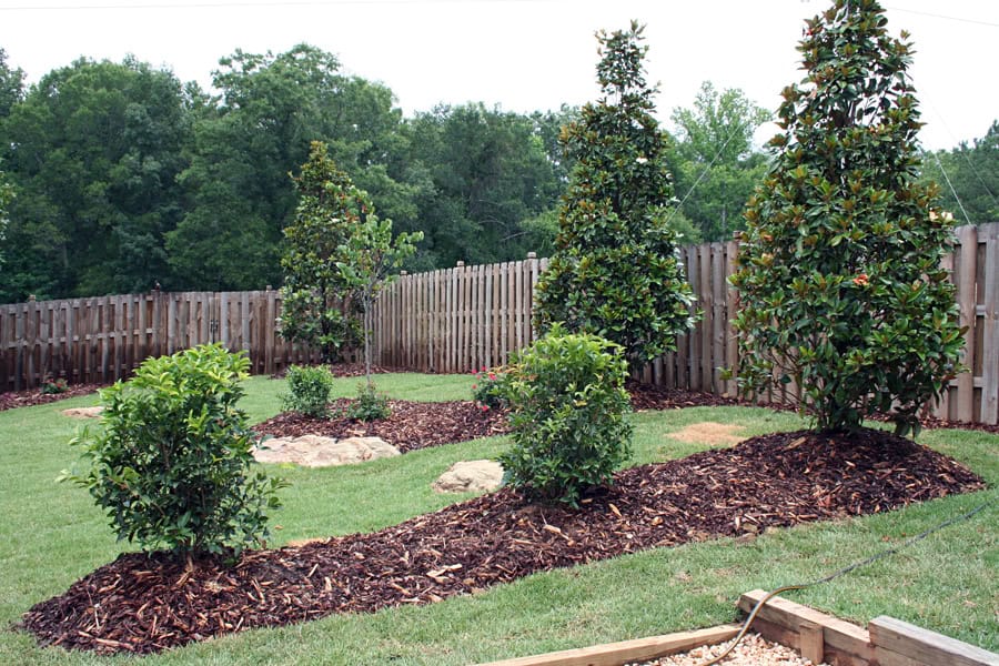 Magnolia and shrub landscape beds with mulch in a backyard garden, designed by John Russell Landscape Architect.