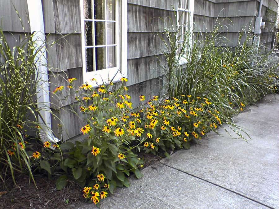 Vivid yellow and black flowering plants along a home exterior garden bed, with wooden siding and a white-framed window in the background.