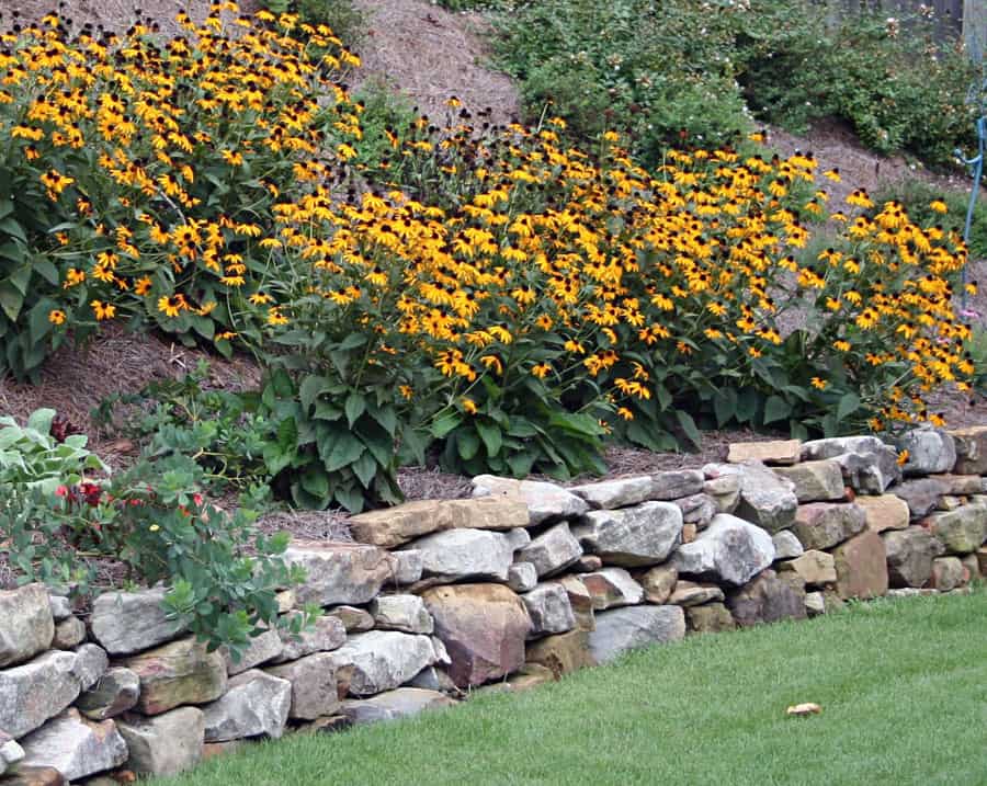 Yellow flowering perennial plants in a landscaped garden bed with stone retaining wall, designed by John Russell Landscape Architect.
