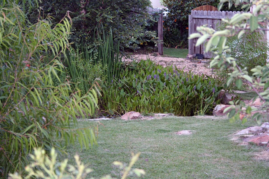 Natural backyard garden landscape with lush greenery, ornamental plants, and decorative rocks, designed by John Russell Landscape Architect for outdoor tranquility and aesthetic appeal.