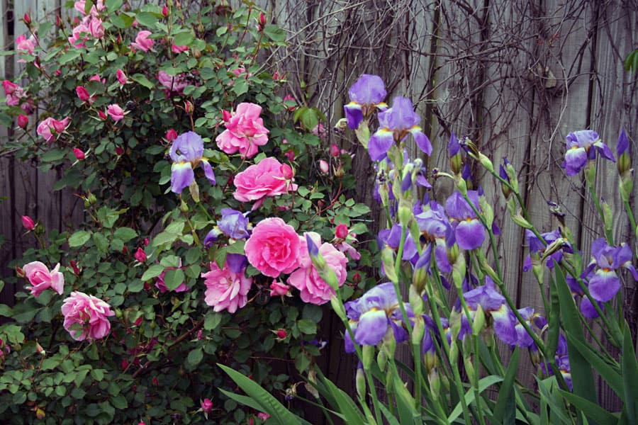 Colorful flowering garden with pink roses and purple irises, garden landscape design, enhances outdoor space.