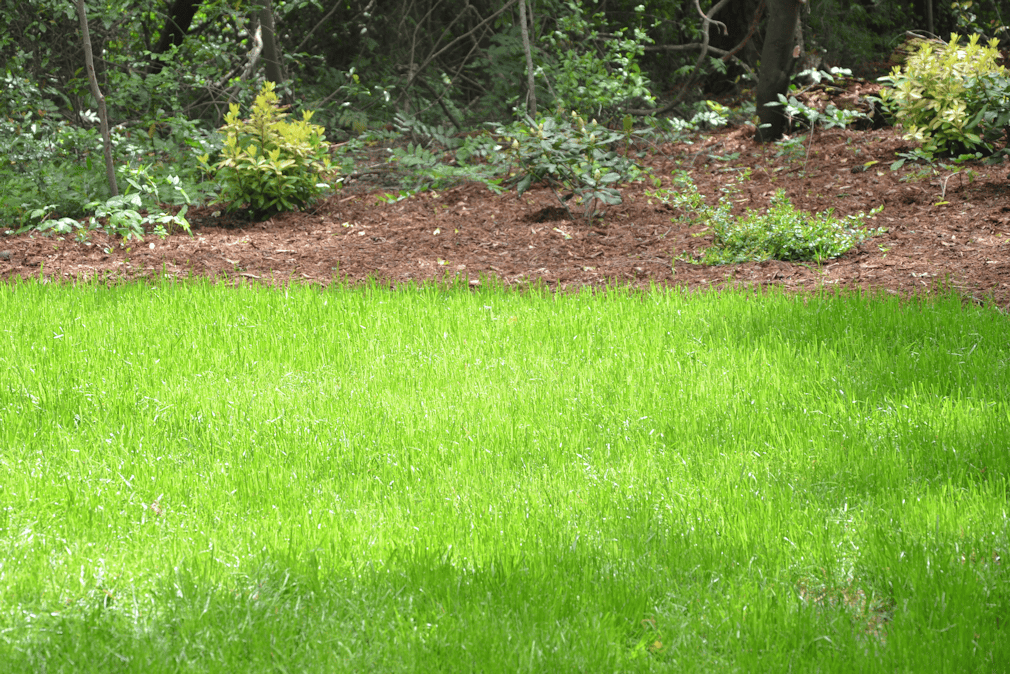 Lush green lawn with well-maintained landscaping and garden beds in the background, showcasing professional landscape architecture services by John Russell Landscape Architect.
