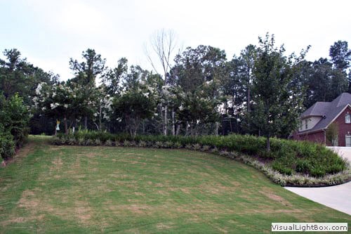 Manicured lawn with lush landscape design by John Russell Landscape Architect in a residential yard.