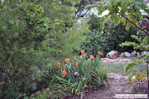 Lush garden landscape with flowering plants, trees, and rocks, designed by John Russell Landscape Architect. Beautiful outdoor space creating harmony and natural beauty.