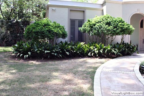 Lush green shrubs and landscaped garden space designed by John Russell Landscape Architect outside a modern house.