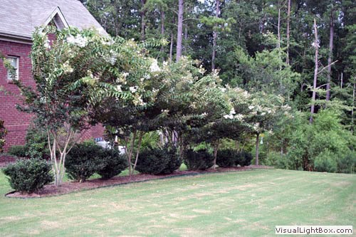 Lush landscaped backyard with mature trees and neatly maintained lawn by John Russell Landscape Architect.