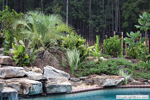 Lush tropical landscape design with palm trees, cacti, and rock features around a swimming pool by John Russell Landscape Architect.