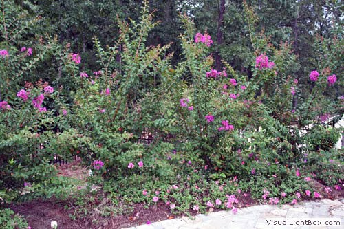 Vibrant pink flowering shrub landscape design with lush greenery, ideal for residential gardens and outdoor spaces.