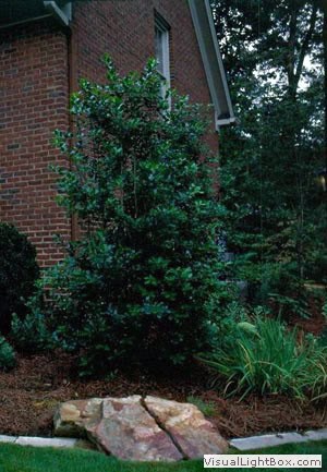 Lush evergreen shrub landscape design by John Russell Landscape Architect, integrating natural elements with residential outdoor spaces.