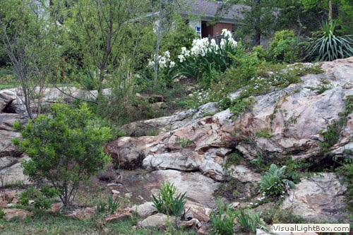 Lush rock garden landscape designed by John Russell Landscape Architect with native plants and stone features.