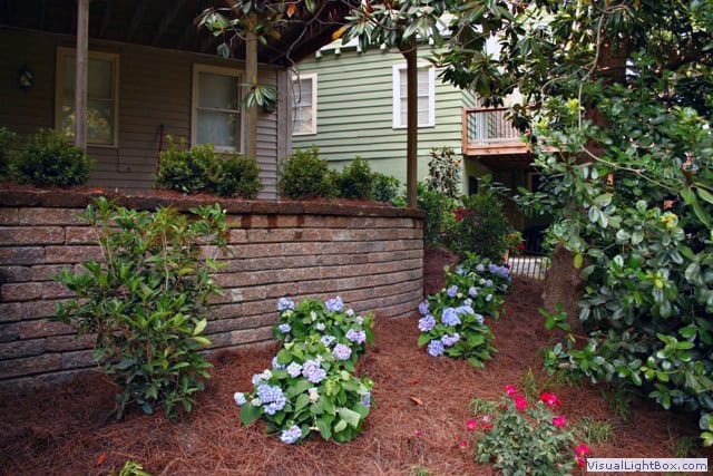 Hydrangea garden landscape design by John Russell Landscape Architect with residential home in background in a lush yard.