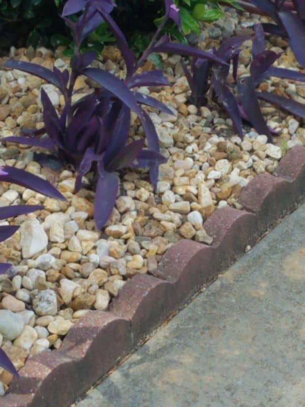 Purple foliage plants in landscaped garden bed with decorative rocks and brick edging.
