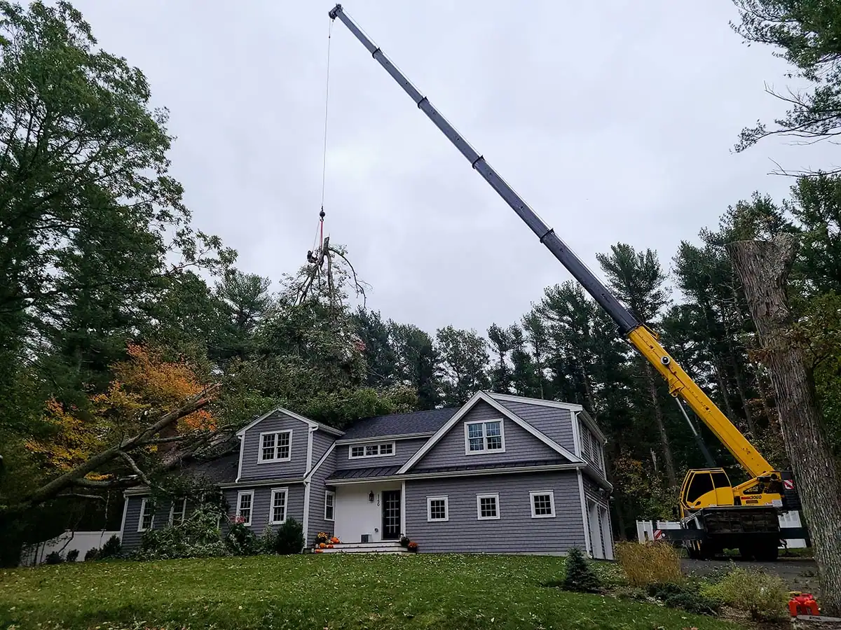 Crane-Tree-Removal-Service-Near-Residential-Home