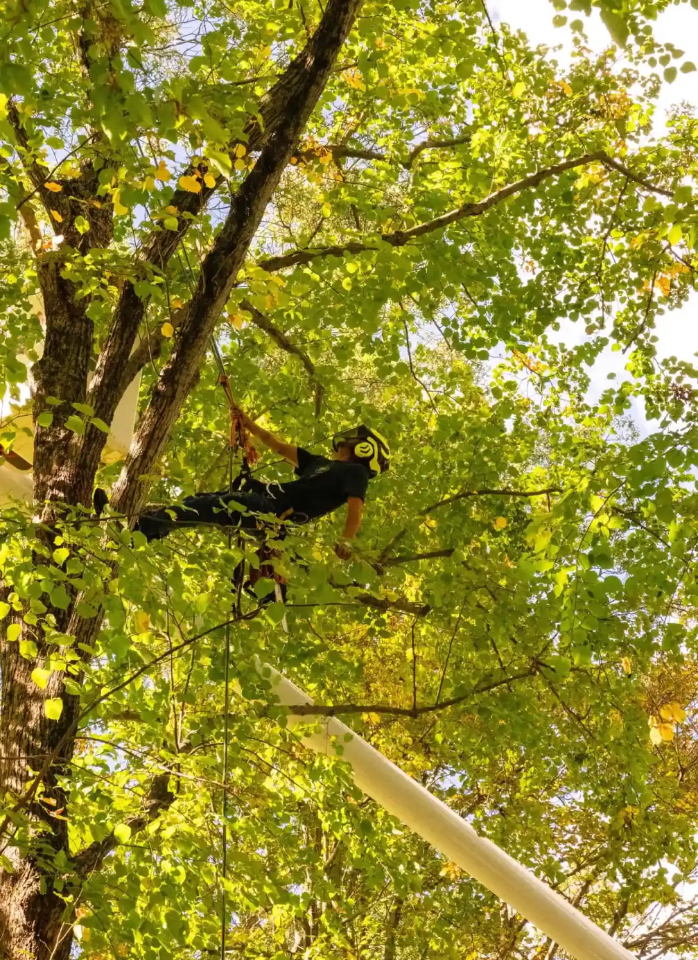 Arborist-Suspended-Working-In-Treetop