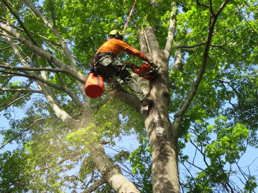 Arborist-Climbing Tree-With-Chainsaw