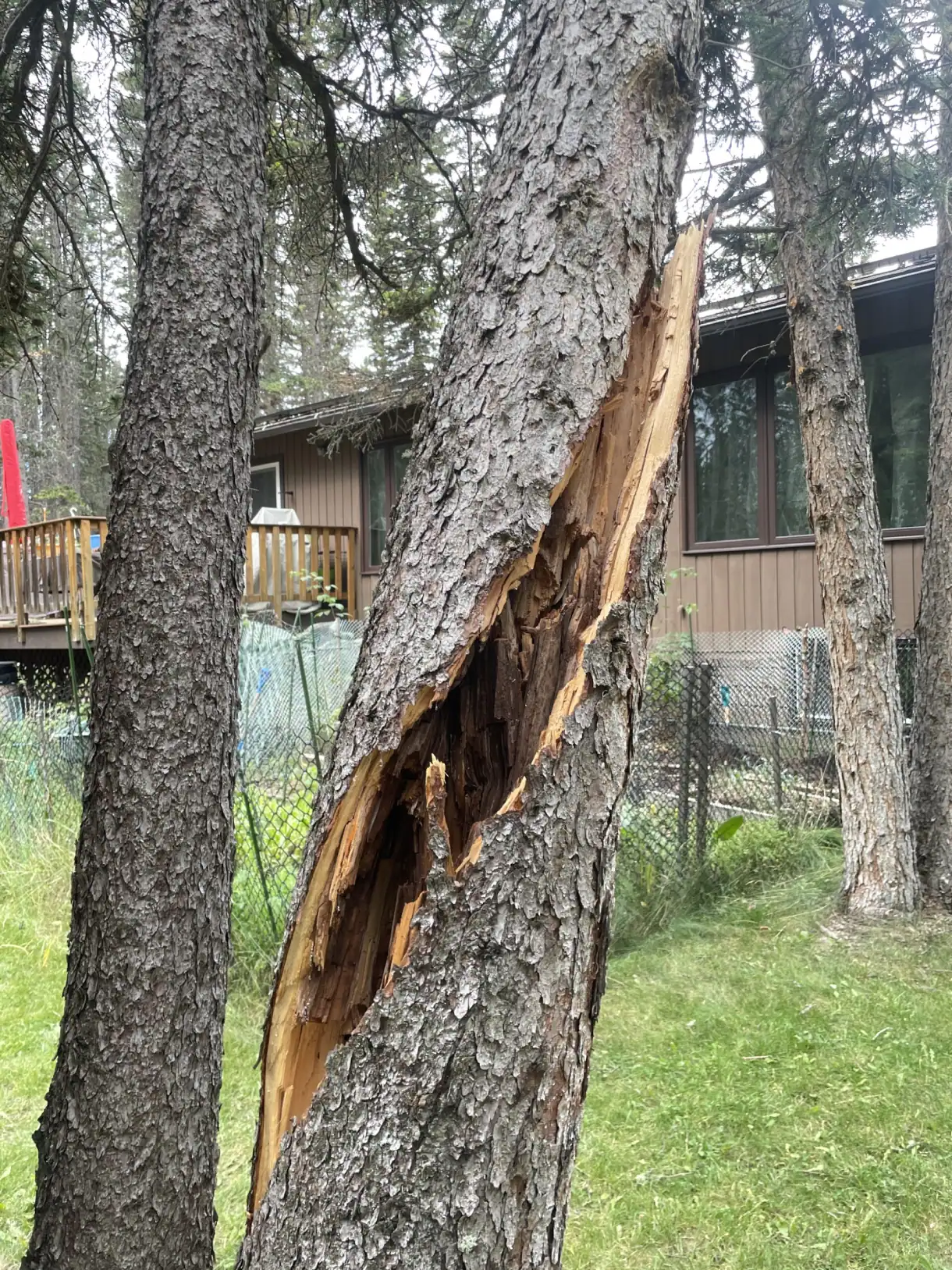 Split-Tree-Trunk-Damage-Backyard
