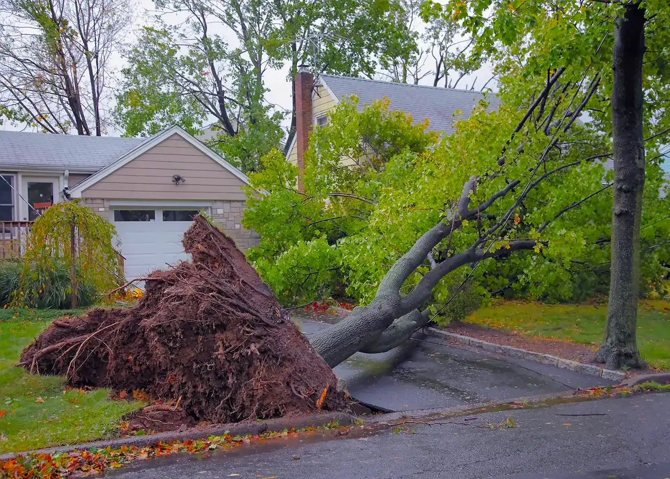 Fallen-Tree-Storm-Damage-Driveway